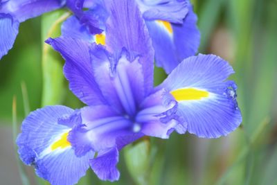 Close-up of purple flowers