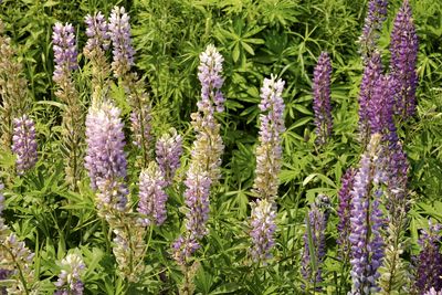 Close-up of purple flowering plants