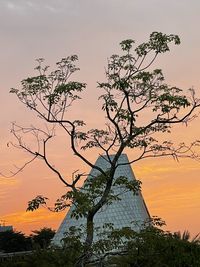 Low angle view of silhouette tree against sky during sunset