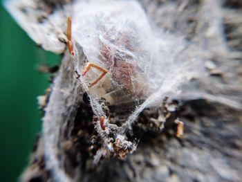 Close-up of spider