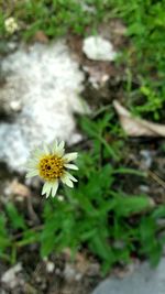 Close-up of white daisy blooming in field