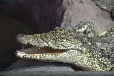 Close-up of crocodile