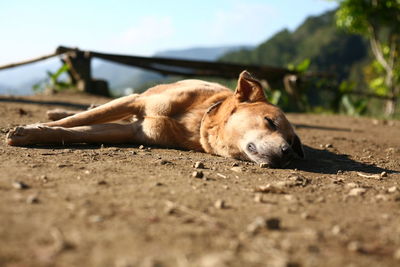 Close-up of a dog resting on beach