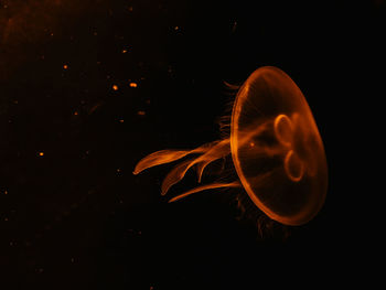 Close-up of jellyfish against black background