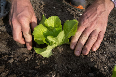 Cropped hands of man planting sapling