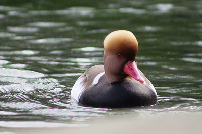 Close-up of duck swimming on lake