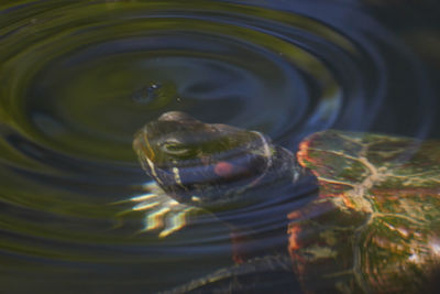 High angle view of turtle in lake