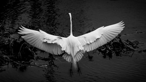 Birds in flight