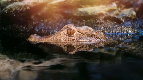 Close-up of crocodile in water