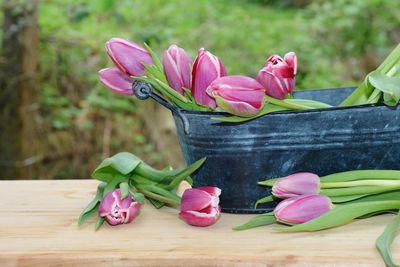 Close-up of pink tulips on table