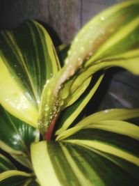 Close-up of water drops on day lily