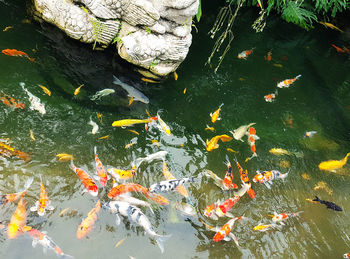 High angle view of koi carps swimming in water