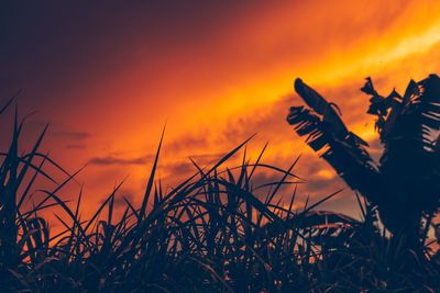 Close-up of silhouette plants on field against orange sky