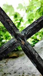 Close-up of tree trunk