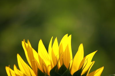 Close-up of yellow flowering plant