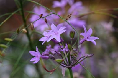 Close-up of purple flowers blooming outdoors