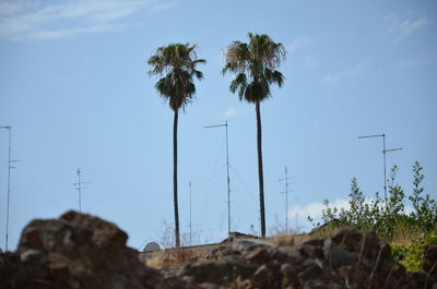 Low angle view of palm trees against sky