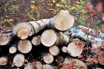 Stack of logs in forest