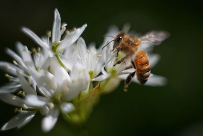 Close-up of bee pollinating on flower