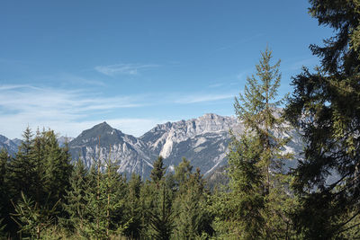 Pine trees in forest against sky