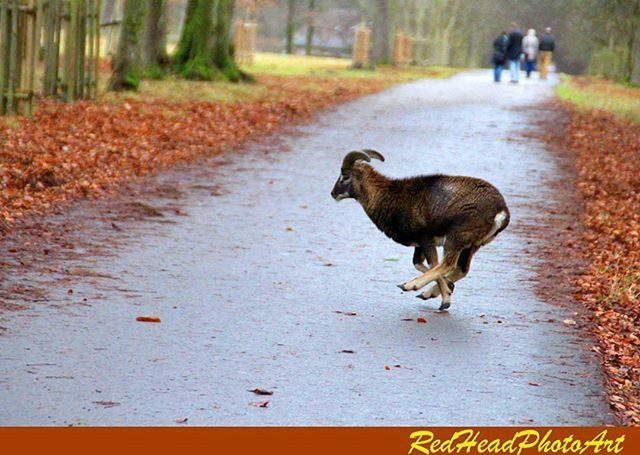 animal themes, one animal, mammal, domestic animals, the way forward, road, pets, full length, walking, street, dog, wildlife, outdoors, day, animals in the wild, diminishing perspective, transportation, running, selective focus, side view