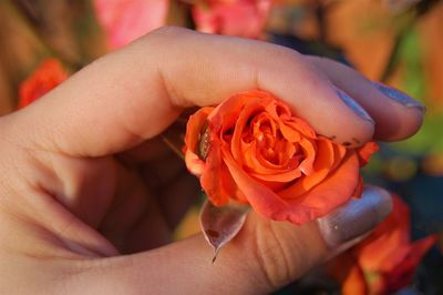 Cropped hand of woman touching orange rose