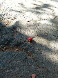 High angle view of ladybug on beach