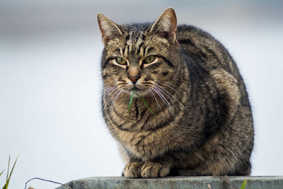 Wild cat rare animal in nature. wildcats at risk of extinction hunting in nature. 