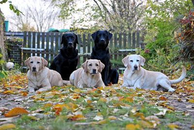 Portrait of labrador retrievers relaxing on field during autumn