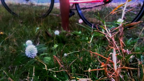 High angle view of flowering plants on field