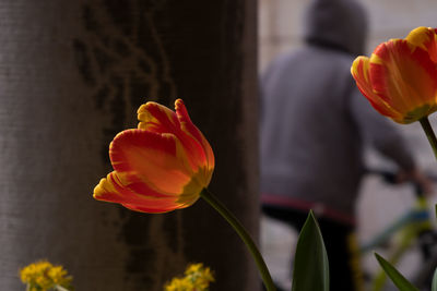 Close-up of red flower