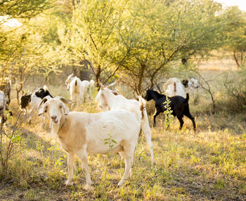 Horses standing in a field