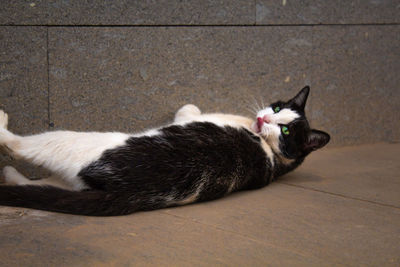 High angle view of cat sleeping on floor