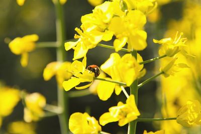 Close-up of honey bee on yellow flower