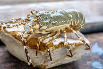 Close-up of a lobster