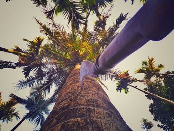 Low angle view of coconut palm tree against clear sky