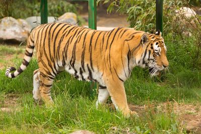 Tiger on grass