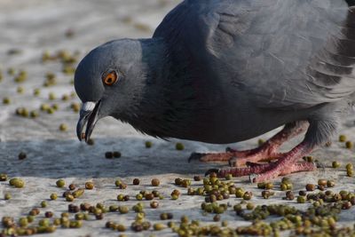 Close-up of duck eating in lake