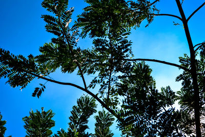 Low angle view of trees against clear blue sky