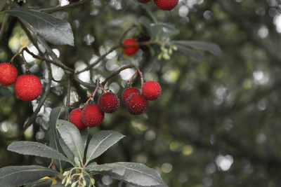 Close-up of strawberries hanging on tree