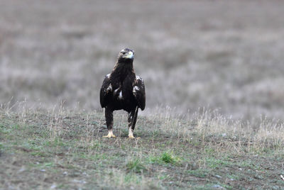 Full length of a bird standing on field