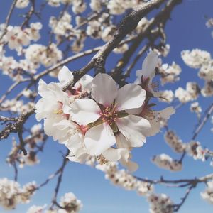 Low angle view of cherry blossoms in spring