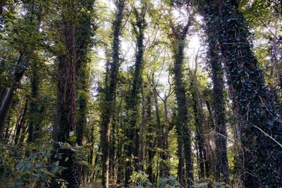 Low angle view of bamboo trees in forest