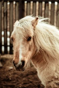 Close-up of horse