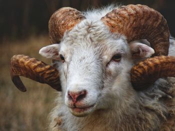 Close-up of sheep