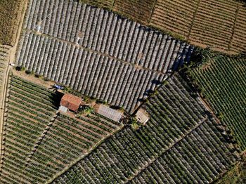 High angle view of agricultural field