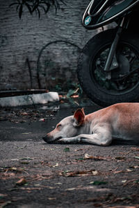 High angle view of a dog resting on street