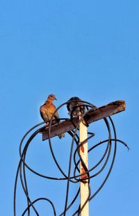 Low angle view of bird perching on metal against blue sky