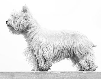 Close-up of a dog looking away against clear sky