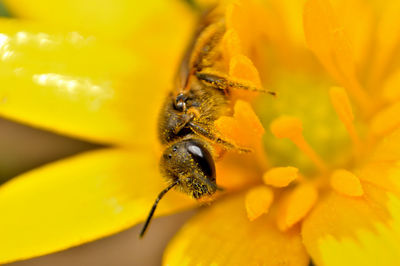 Macro shot of honey bee pollinating on flower